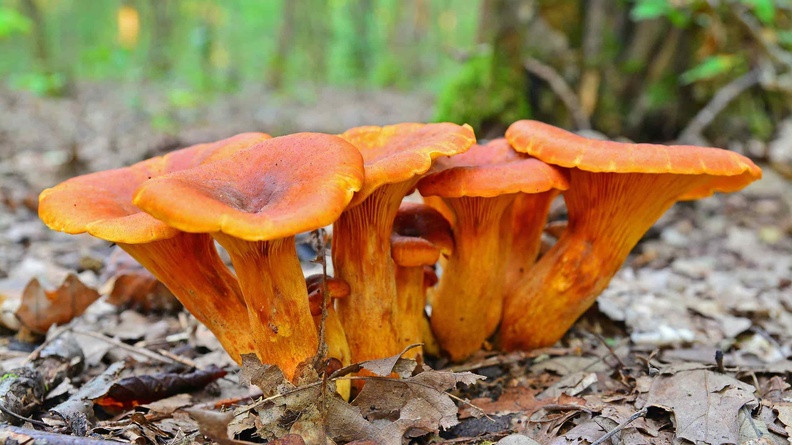 Eastern American Jack-O’-Lantern (Omphalotus illudens) 7